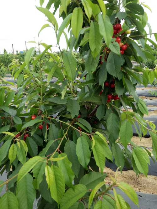 延兴园艺场樱桃苗种植培育基地,出售优质樱桃种苗